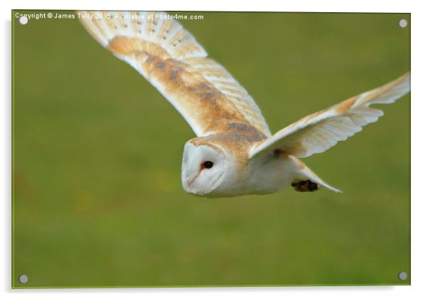  Flight of the owl Acrylic by James Tully