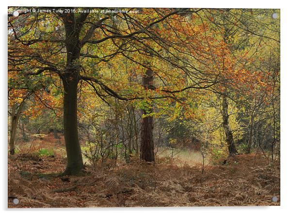  Autumn hues Acrylic by James Tully