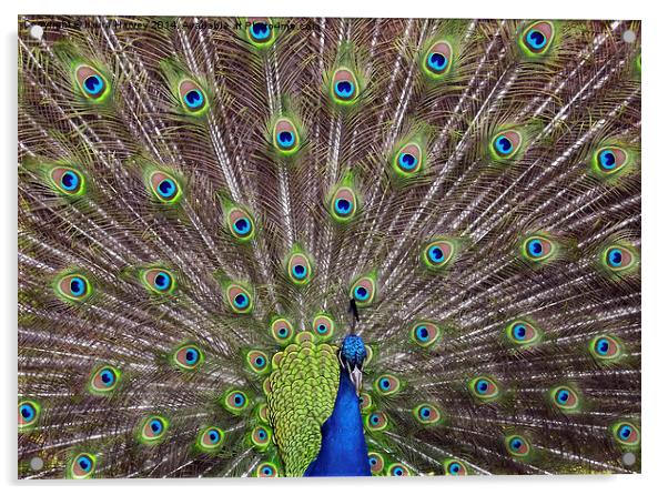  Magnificent Peacock Acrylic by Keira Harvey