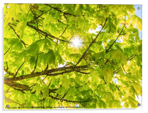 STARBURST THROUGH ACER LEAVES Acrylic by DAVID SAUNDERS