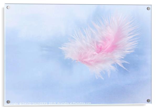 Water drop on a pink feather Acrylic by DAVID SAUNDERS