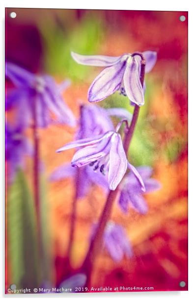 Spanish Squill Acrylic by Mary Machare