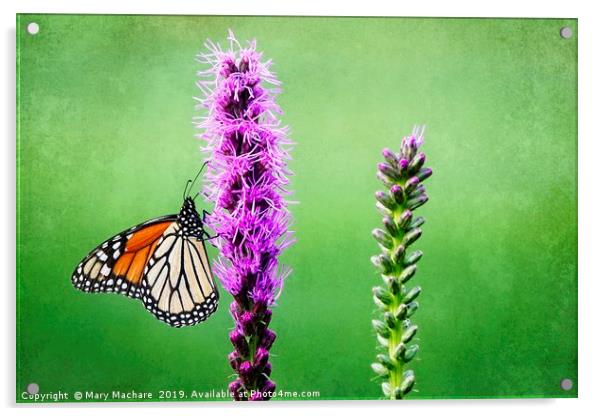 Monarch Butterfly on Blazing Star Acrylic by Mary Machare