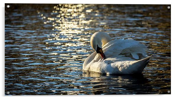 Preening Swan Acrylic by Alan Whyte