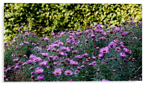  Purple Corn flowers Acrylic by Alan Whyte