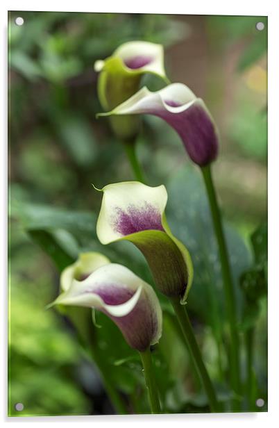  Calla Liily Acrylic by Alan Whyte