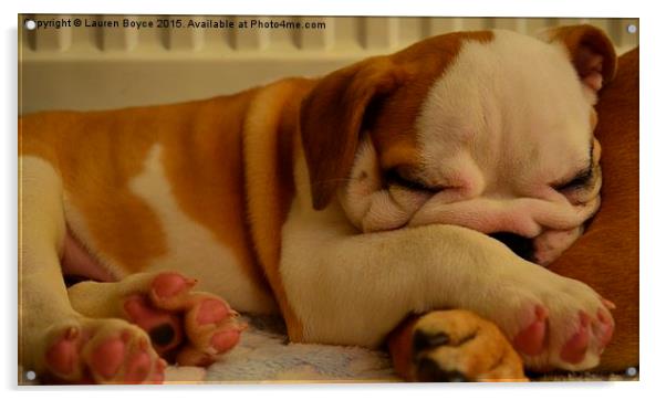Bulldog puppy asleep on a blanket Acrylic by Lauren Boyce