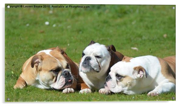  Three Bulldogs Acrylic by Lauren Boyce