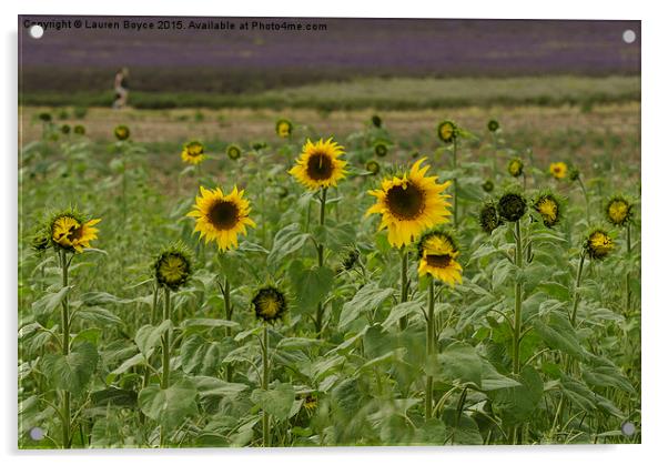  Sunflower Field Acrylic by Lauren Boyce