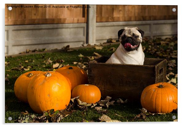  Halloween Pug Acrylic by Lauren Boyce