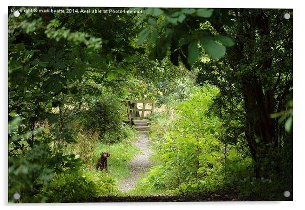  sneaky labdog near bridge Acrylic by mark byatte