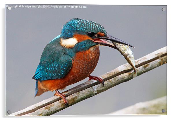  Kingfisher fishing Acrylic by Martyn Wraight
