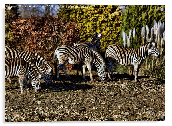  Zebras Acrylic by michael mcfarlane
