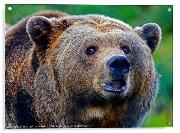 Brown bear Acrylic by michael mcfarlane