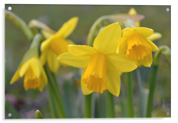 Daffodils Acrylic by Paul Collis