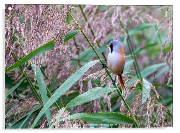 Bearded tit in reeds Acrylic by Paul Collis