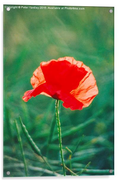  Poppy…Standing Proud Acrylic by Peter Yardley