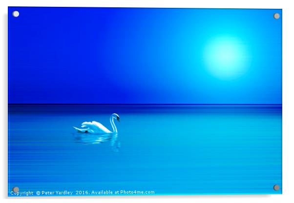 Sunlit Swan #2 Acrylic by Peter Yardley