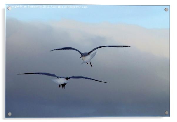  Seagulls in flight Acrylic by Ian Somerville