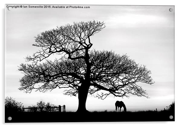  silhouette of tree and horse  Acrylic by Ian Somerville