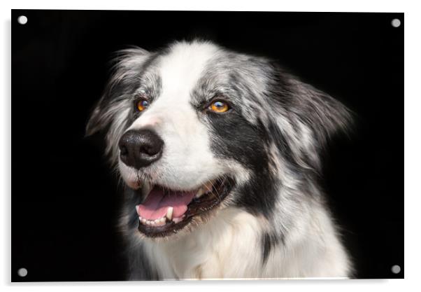 Beautiful Blue Merle Border Collie Acrylic by Andrew Kearton