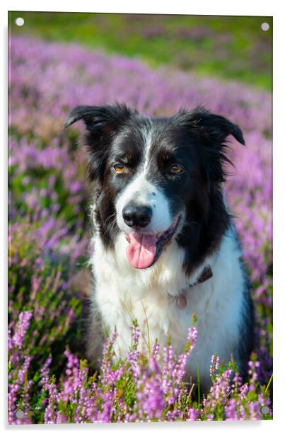 Border Collie in summer heather Acrylic by Andrew Kearton
