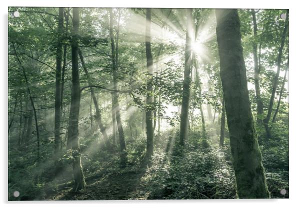 Morning sunlight in an English woodland Acrylic by Andrew Kearton