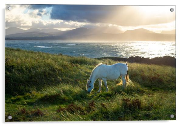 Wild pony on Llanddwyn Island, Anglesey, Wales Acrylic by Andrew Kearton