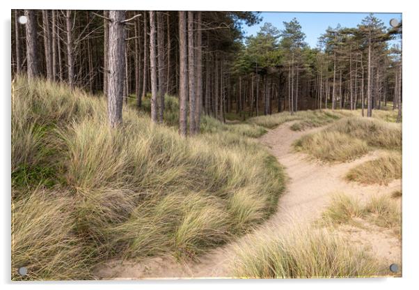 Newborough forest and dunes, Anglesey Acrylic by Andrew Kearton