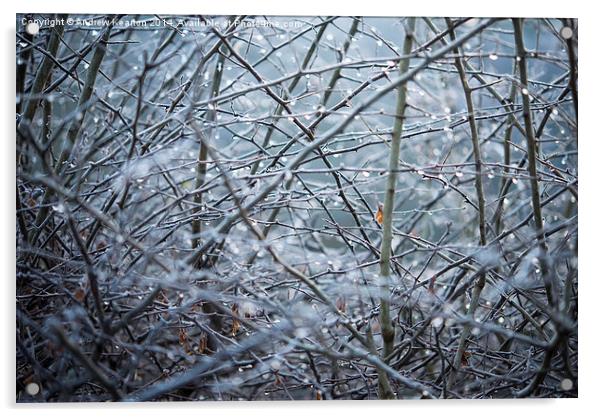  Frosty Hawthorn hedge Acrylic by Andrew Kearton