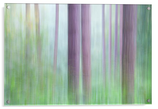  Colours of the Pine forest Acrylic by Andrew Kearton