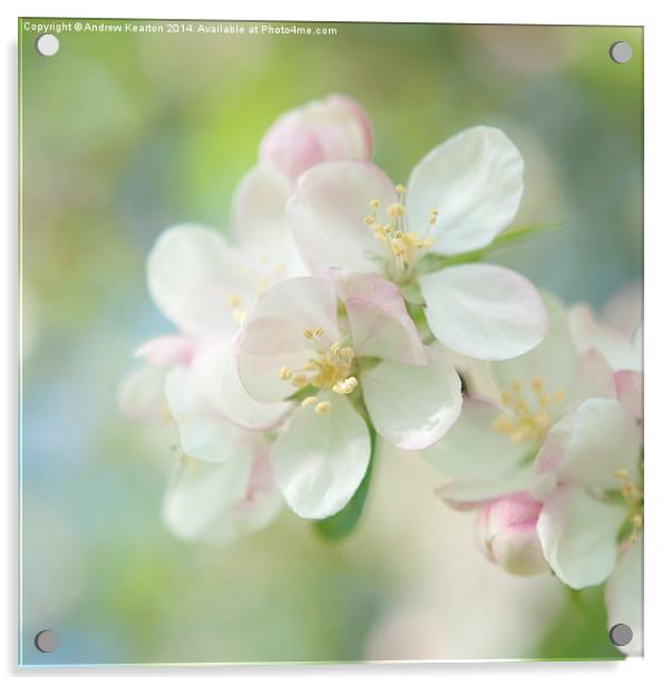  Light and Springy, Apple Blossom Acrylic by Andrew Kearton