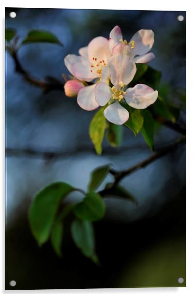  Apple blossom in spring sunlight Acrylic by Andrew Kearton