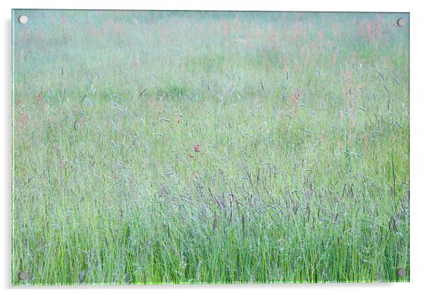  Summer meadow grass abstract Acrylic by Andrew Kearton