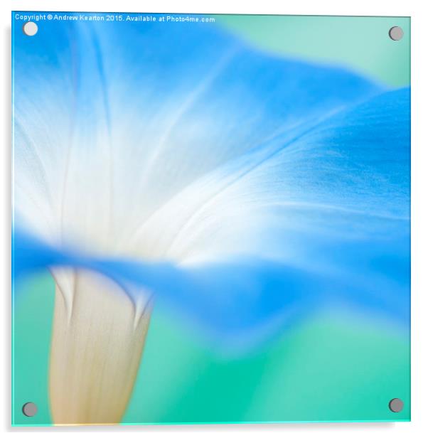  Blue morning glory flower Acrylic by Andrew Kearton
