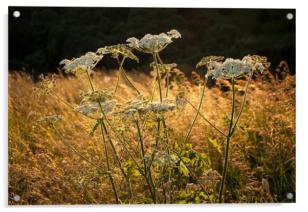  Summer wildflowers and golden grasses Acrylic by Andrew Kearton
