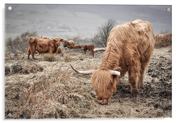  Highland cattle in the Peak District Acrylic by Andrew Kearton