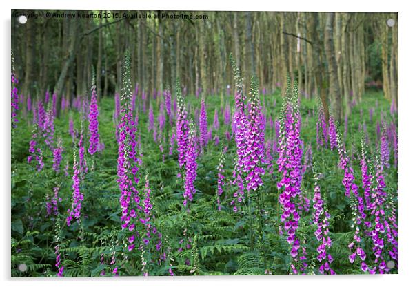  Wild Foxgloves in summer forest Acrylic by Andrew Kearton