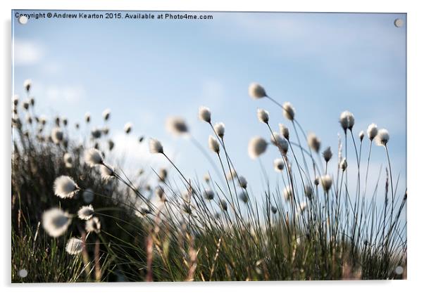 Fluffy cotton grass on the moors Acrylic by Andrew Kearton