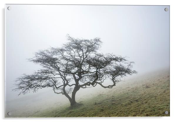  A lone Hawthorn on a misty hillside Acrylic by Andrew Kearton