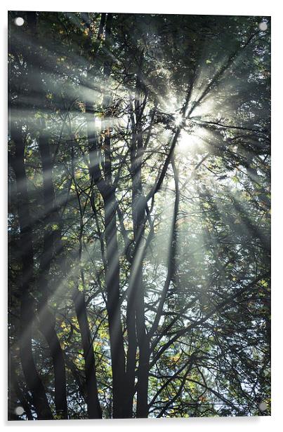 Forest sunbeams on an autumn morning Acrylic by Andrew Kearton