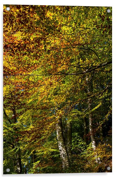 Beech trees in full Autumn colour Acrylic by Andrew Kearton