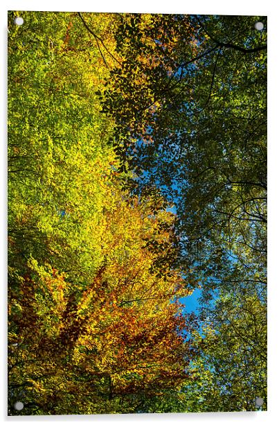 Looking up into the colourful Beech trees Acrylic by Andrew Kearton