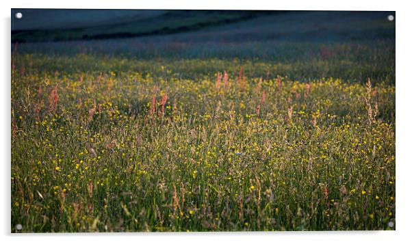  Low sunlight on a summer meadow Acrylic by Andrew Kearton