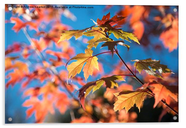  Vivid autumn colour on a sunny morning Acrylic by Andrew Kearton