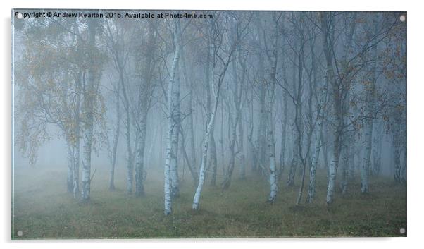  Autumn mist in Silver Birch woods Acrylic by Andrew Kearton