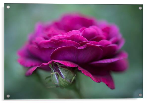 Summer Rose Acrylic by Andrew Kearton