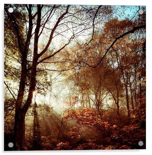 Autumn woodland sunlight Acrylic by Andrew Kearton
