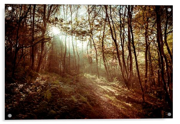  Sunlight on the woodland path Acrylic by Andrew Kearton