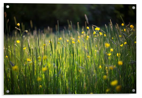 Summer meadow Acrylic by Andrew Kearton